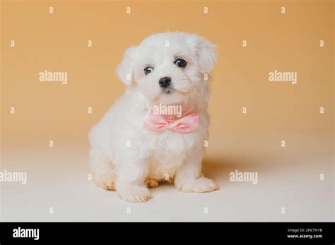 Bichon Maltese Mix