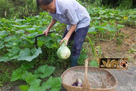 鄉村攝影：農家大媽背豬草回家！南瓜、辣椒、豇豆批發價5角一斤 每日頭條