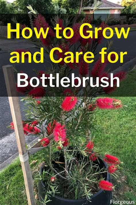 How To Grow And Care For Bottlebrush