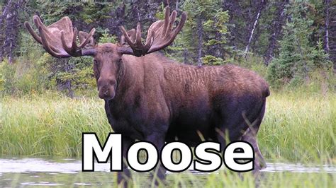 How Does A Moose Sound? Update - Achievetampabay.org