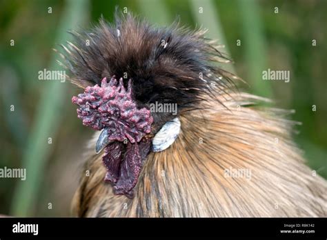 Silky Bantam Fotograf As E Im Genes De Alta Resoluci N Alamy