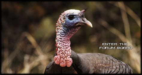 Old Gobbler - Online Turkey Hunting Forum Community