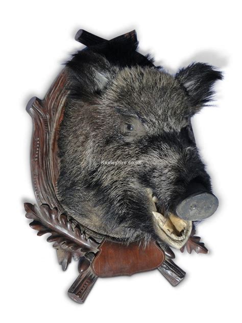 Taxidermy Prop Hire Boars Head On Wood Plaque Keeley Hire