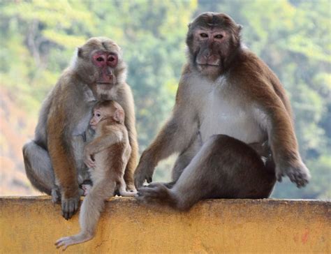 Nepal’s Assam Macaque Is Its Own Beast: Scientists discover that the ...