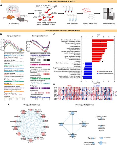 The Thalamic Reticular Nucleus Orchestrates Social Memory Neuron