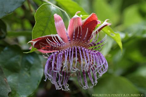 Passiflora Cerasina The Italian Collection Of Maurizio Vecchia