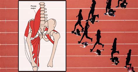 The Athletes Guide To The Psoas Muscle Mobility Athlete