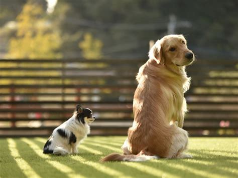 ゴールデン レトリバー 室 飼い 354263 英国ゴールデ レトリバー 子犬 無料 里 募集