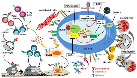 Cd Expression By Myeloma Cells And Its Role In The Context Of Bone