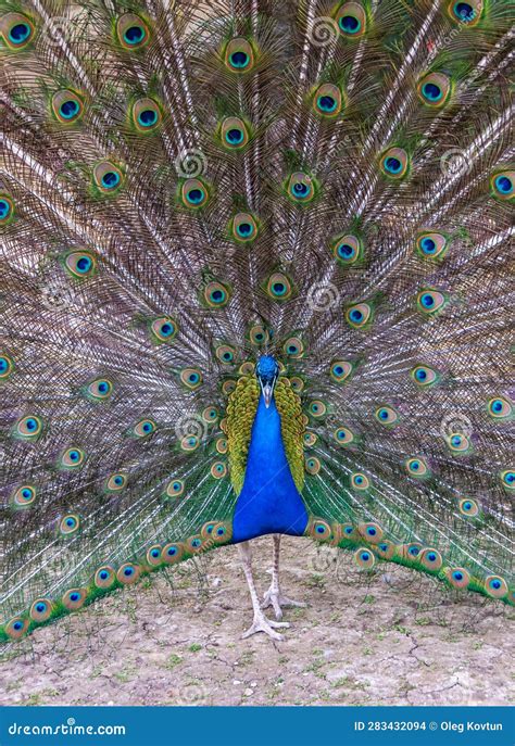 Indian Blue Peafowl Pavo Cristatus Adult Male With Open Tail Stock