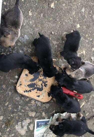 Rottweiler Mastiff Mix Puppies for sale in Mandeville Manchester - Dogs