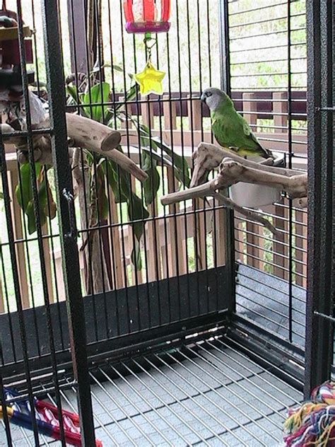 Designing An Outdoor Parrot Flight or Aviary - Hari