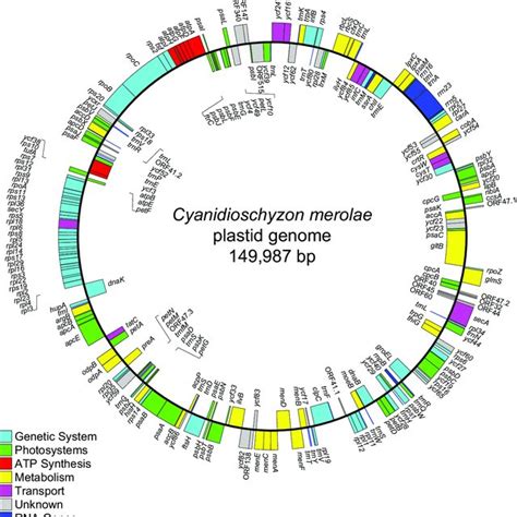 PDF Complete Sequence And Analysis Of The Plastid Genome Of The