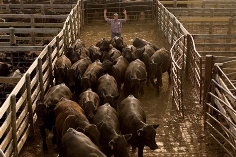 Oklahoma National Stock Yards Drives The Cattle Market Farm Flavor