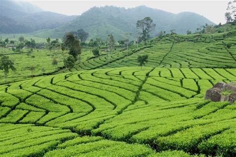 Kebun Teh Kemuning Wisata Asri Yang Terletak Di Karanganyar