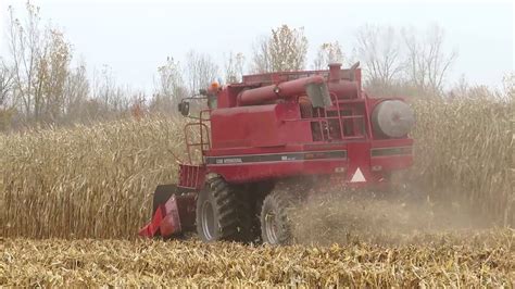 Harvest 2020 Case IH 1660 Axial Flow Combine Harvesting Corn Corn