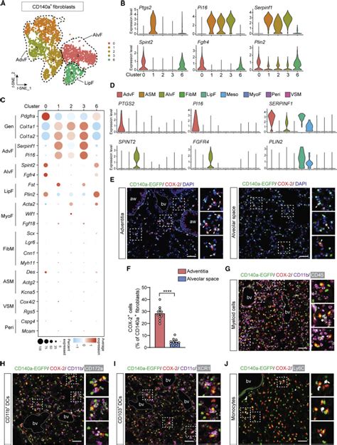 Lung Fibroblasts Facilitate Pre Metastatic Niche Formation By