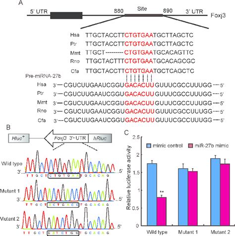 Mirna 27b Targets The 3 Utr Of Foxj3 A Sequence Alignment Of