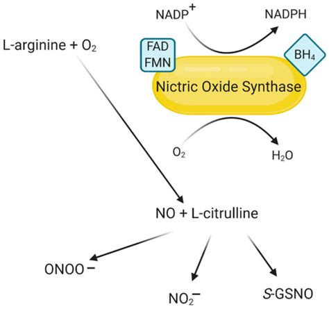 Ijms Free Full Text Human Nitric Oxide Synthase—its Functions