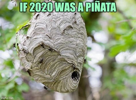 Its A Wasp Nest Imgflip