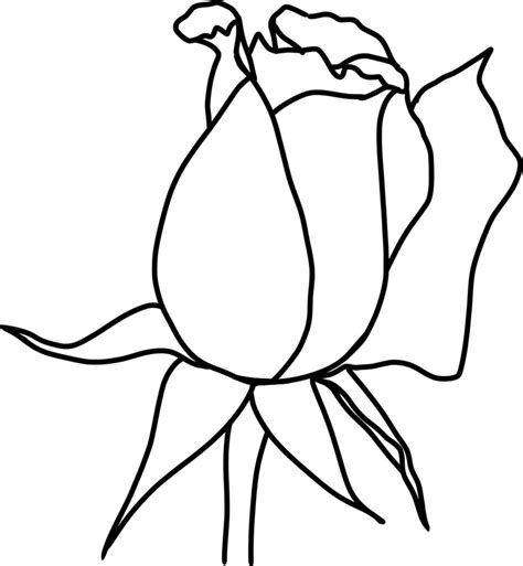 Sketch of Rose Flower 22783683 Vector Art at Vecteezy