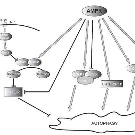 PDF AMPK Function In Aging Process