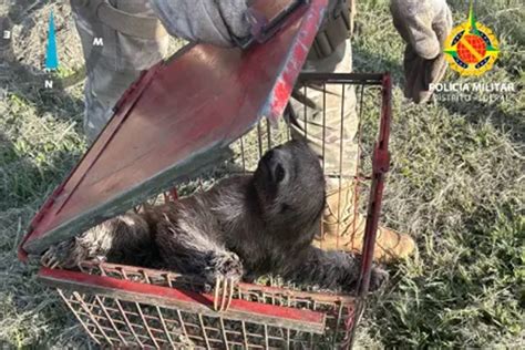 Bicho preguiça é encontrado em pista no DF e resgatado pela PM Vídeo