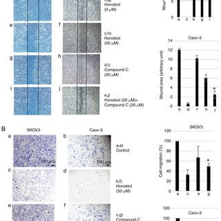 Effect Of Honokiol On Cell Viability And Colony Formation In Ovarian