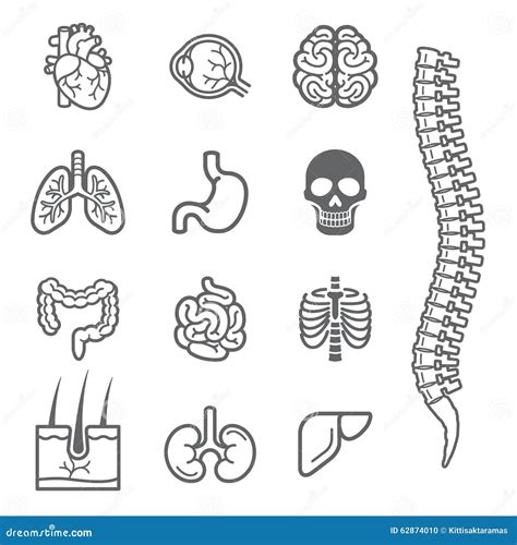 Human Internal Organs Detailed Icons Set Stock Vector Illustration