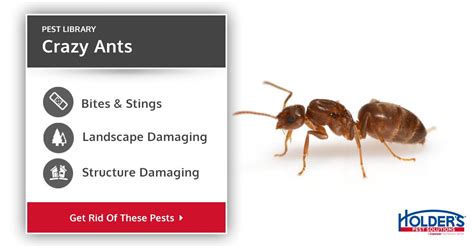 Crazy Ants - Types, Facts, and How to Identify | Crazy Ants Control | Holder's Pest Solutions