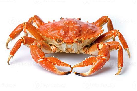 Crab Isolated On White Background Generative Ai Stock Photo