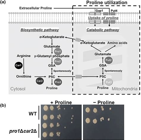 Construction Of Proline Auxotrophic Strain A Pathway Of Proline