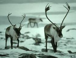 Animals - Northern Russia Tundra