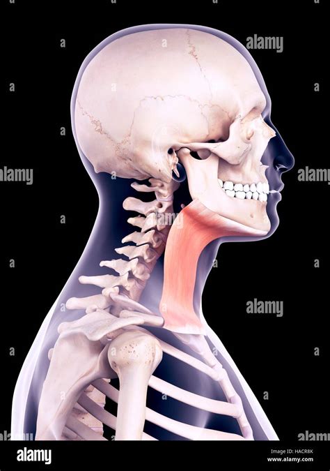 Illustration Of The Platysma Muscle Stock Photo Alamy