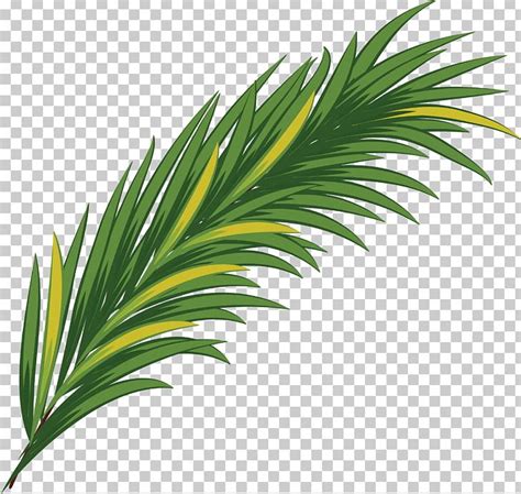 Green Watercolor Painting Leaf PNG Clipart Arecaceae Arecales