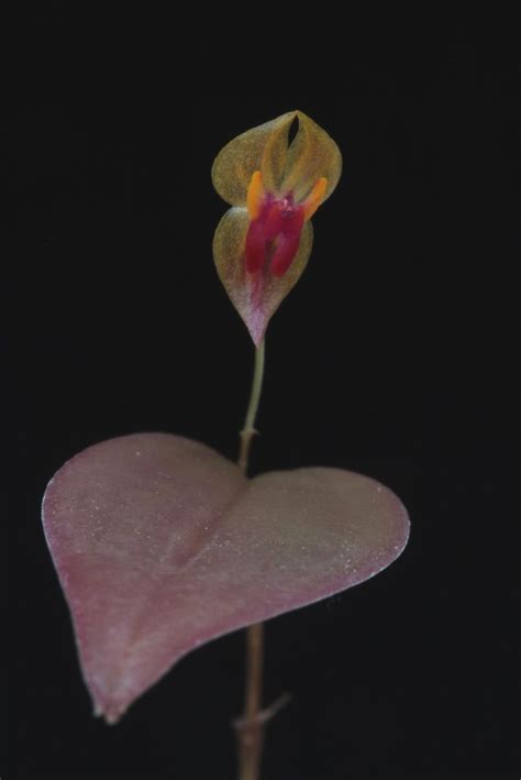 Lepanthes Regularis Wiel Driessen Flickr