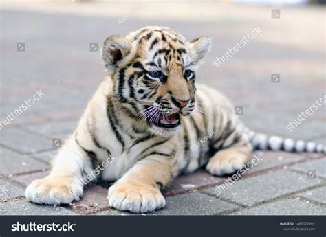 Beautiful Cute Baby Bengal Tiger Stock Photo 1466072993 | Shutterstock