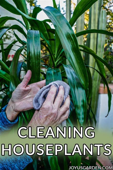 Cleaning Houseplants How To Clean Your Houseplants