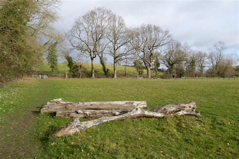 Trees Near Warren Farm Philip Halling Cc By Sa 2 0 Geograph