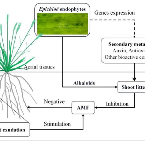 The Synthesis Of Potential Mechanisms For The Effects Of Epichlo