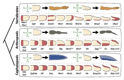 Molecular Patterning Of The Anteroposterior Proximodistal And