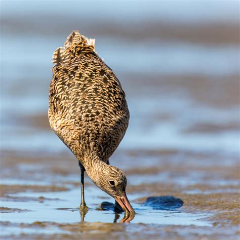 Cultivating Bird-Friendly Estuaries | Audubon Washington