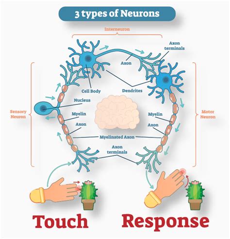 The Three Types of Neurons