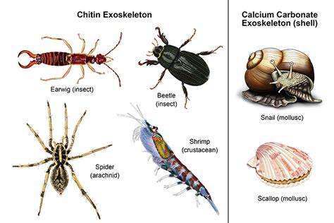 Arthropod Exoskeleton Diagram