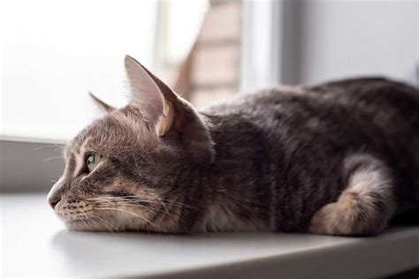 5 Signs Your Cat Is Sick CareCredit