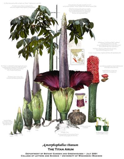 Titan Arum FAQs | Biological Sciences Greenhouse