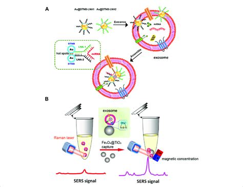 Exosomal Mirna In Situ Detection Using Sers Biosensor Combined With Fe