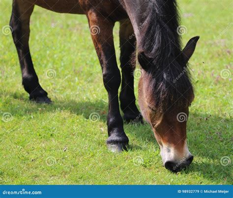 Wild Exmoor Pony Stock Image Image Of Chestnut Hill 98932779