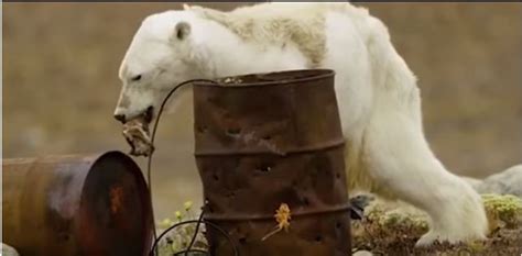 This Tragic Video Of A Starving Polar Bear Is A Sad Reminder Of How We ...