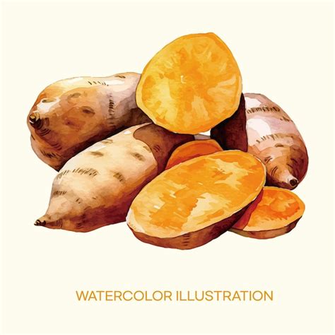 Premium Vector Watercolor Illustration Of Sweet Potato